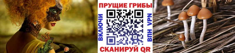 Купить где  Дмитров  Псилоцибиновые грибы Psilocybe 
